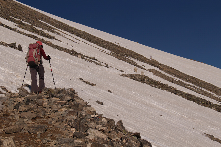 All the goats here have no fear of people.