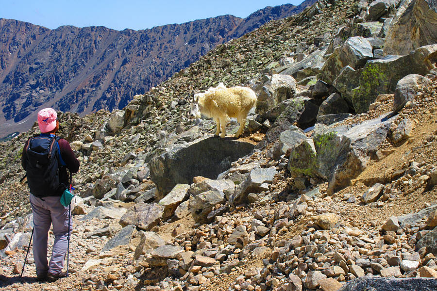 The goats are so common now that they're almost pass!