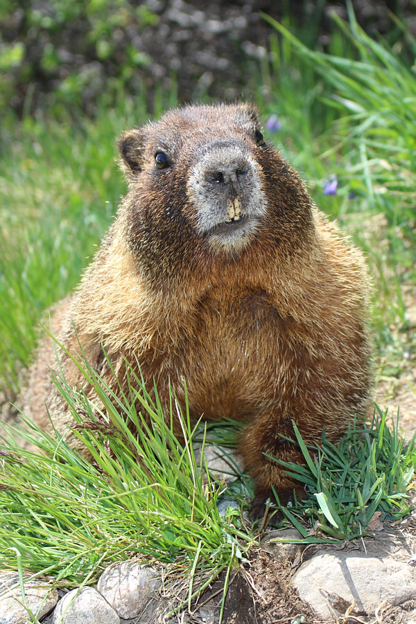 Uhh...you've got dirt on your teeth!