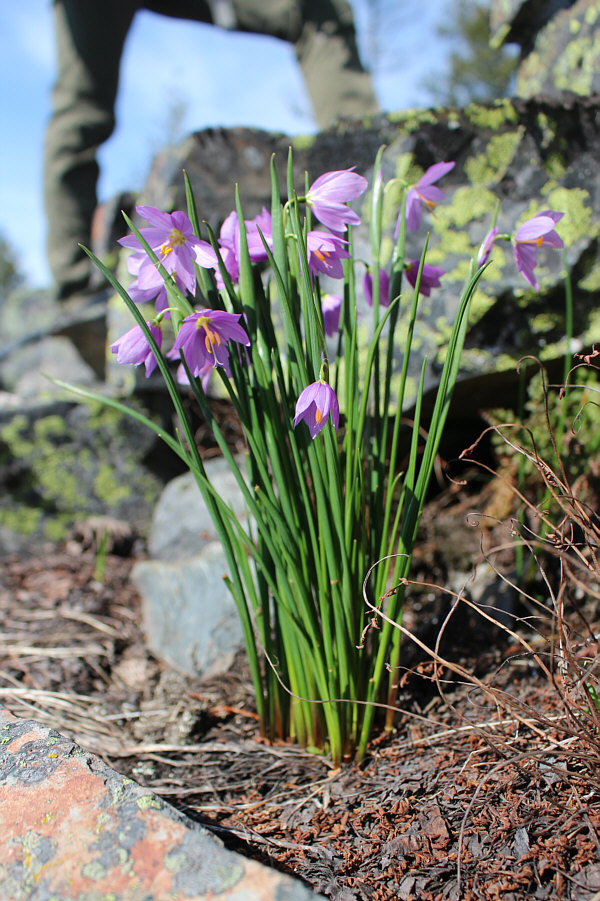 They were so abundant that we couldn't help but step on a few while hiking.