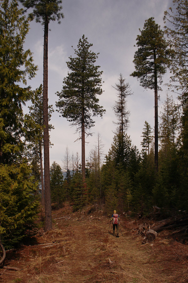 A nice reprieve from the bushwhacking!