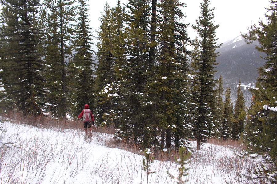 Better than the earlier bushwhack.