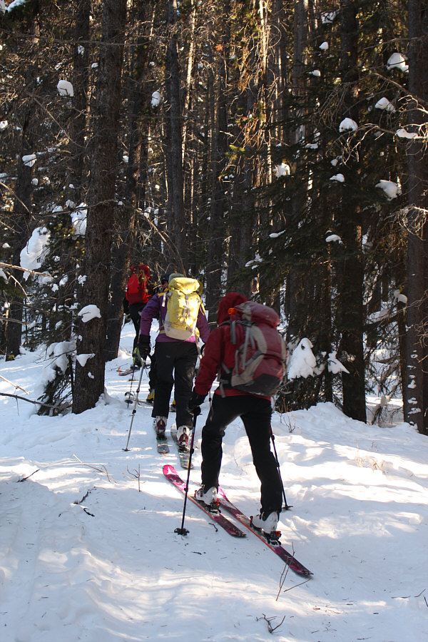 Hmmm...how the heck are we gonna get down through these trees??