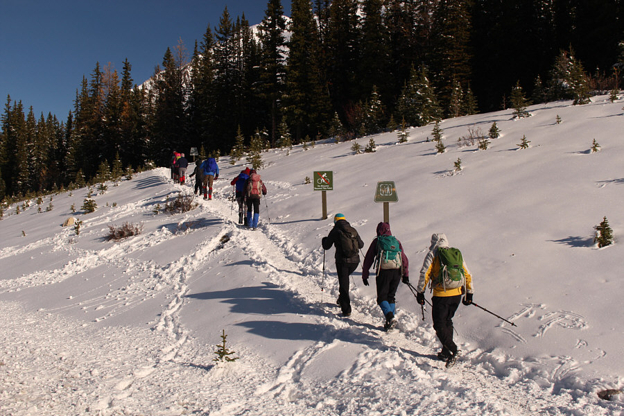 It's almost a conga line!