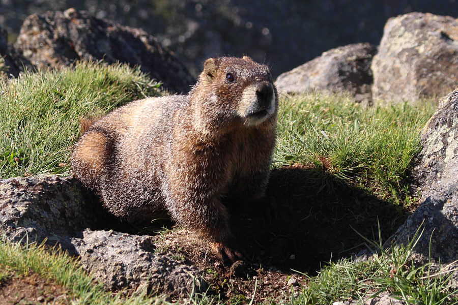 These American marmots never look as happy as our Canadian hoary marmots!