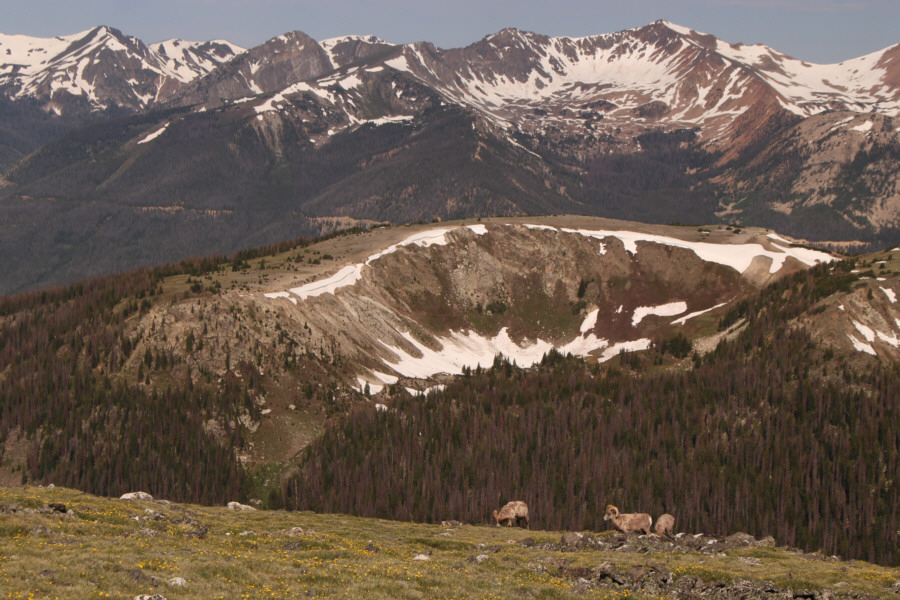 It's weird that all these were rams while the earlier herd appeared to be all ewes!