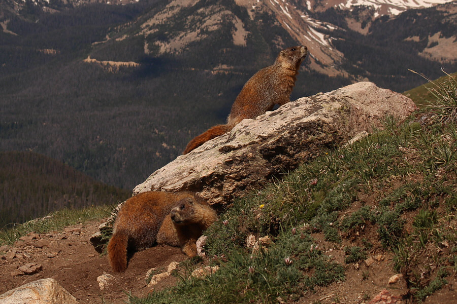 I think the one on top is the lookout.