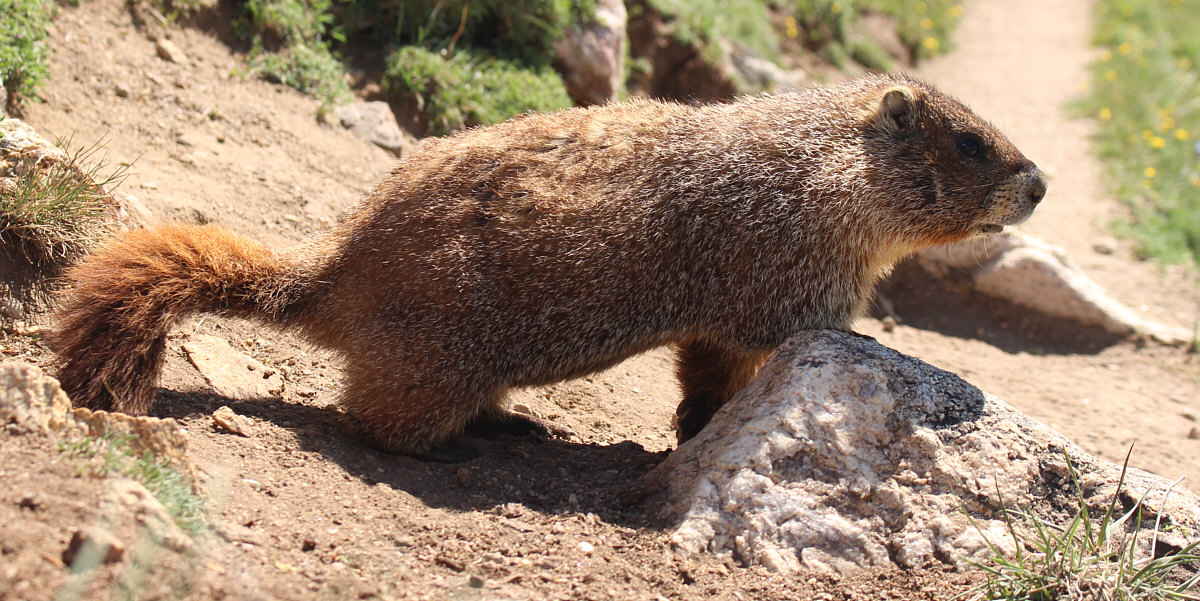 Two Mongolians recently died of bubonic plague after eating raw marmot organs!