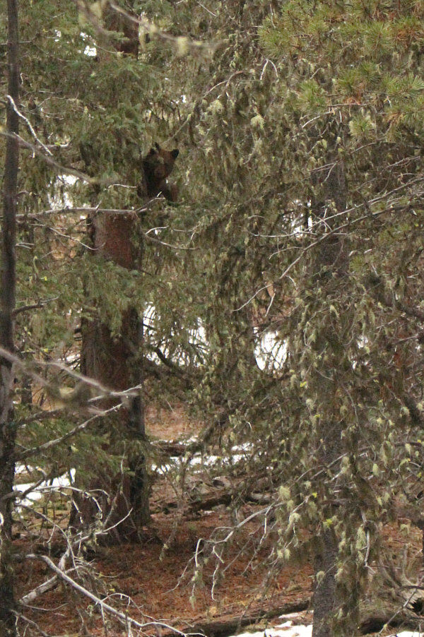 If you go down in the woods today, you're sure of a big surprise!