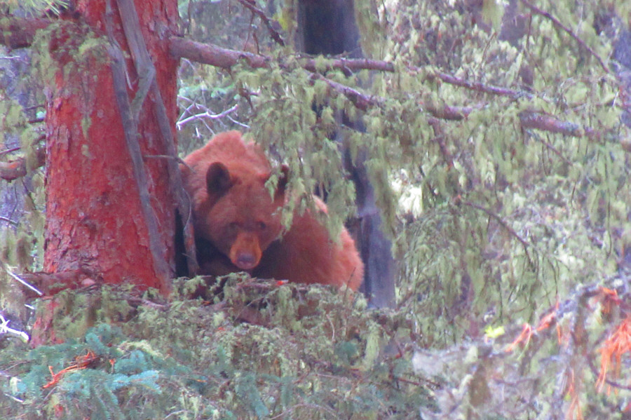 Don't poke the bear!