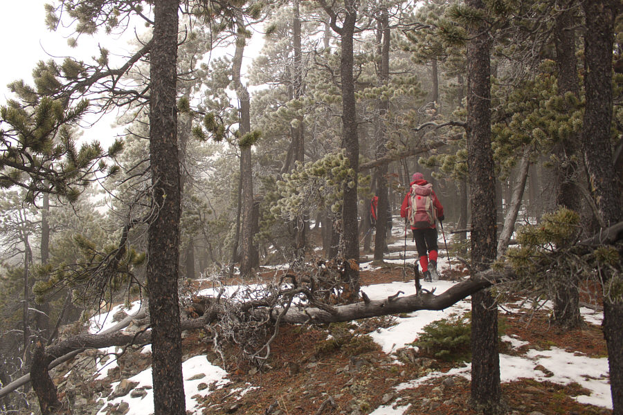 No nightmarish bushwhacking like in British Columbia!