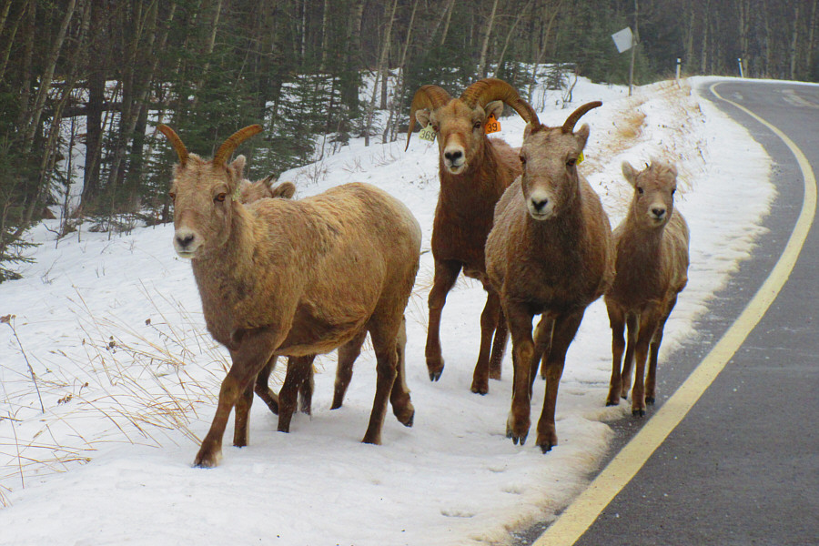 I wonder what all the ear tags mean.