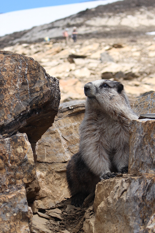 Recently, two people died in Mongolia after eating raw marmot meat!