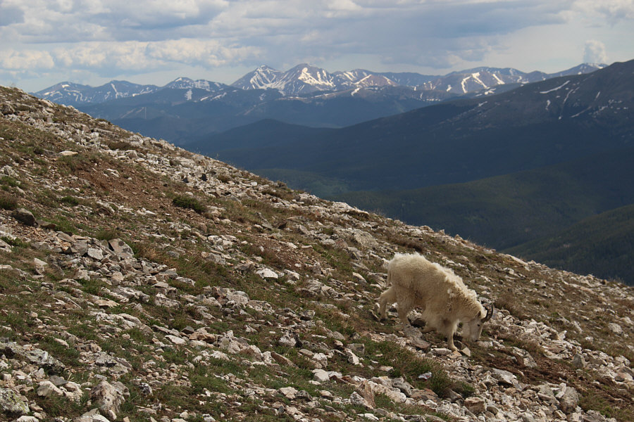 They like to lick the spots that people pee on for the salt!