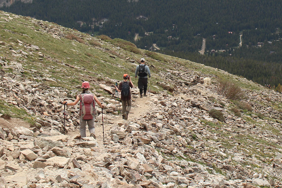 We're now being guided by the goat!