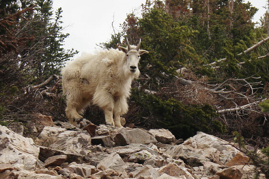 Please come baaaaaack!!