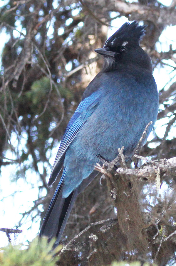 It's a beautiful bird, lovely plumage!