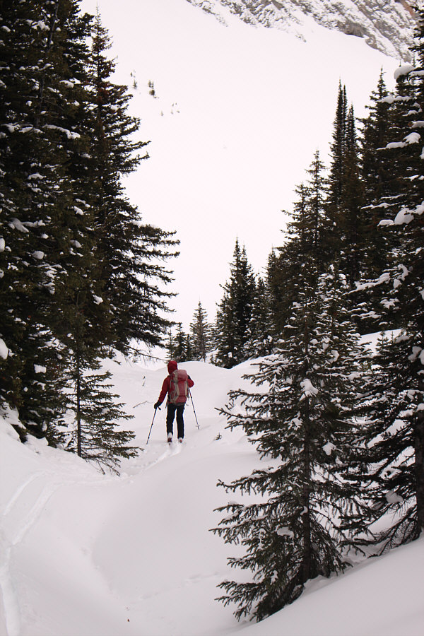 This is where I fell into a tree well.