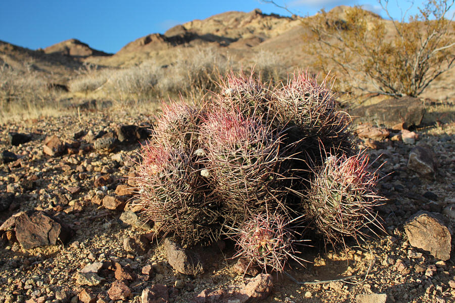 Always watch your step when walking in the desert!