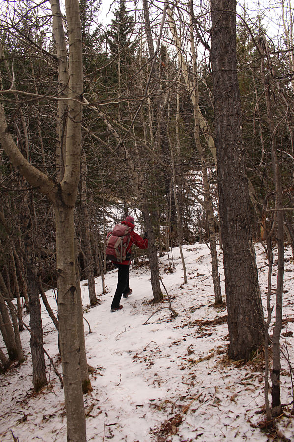 A walk in the woods?