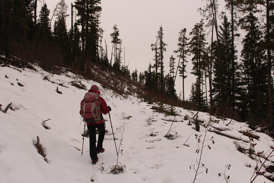 Are those bear tracks in the snow?