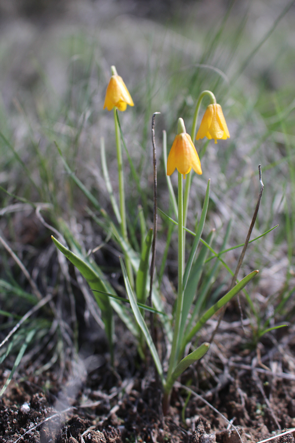 My token flower photo!