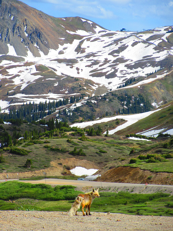 Looks like it's shedding its winter fur.
