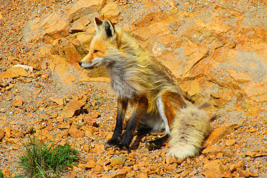 We later saw it run off with a ground squirrel in its mouth!