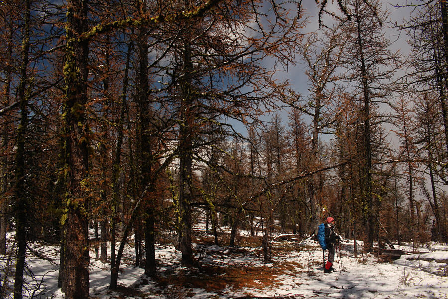 I was actually trying to capture the colourful moss on the trees.