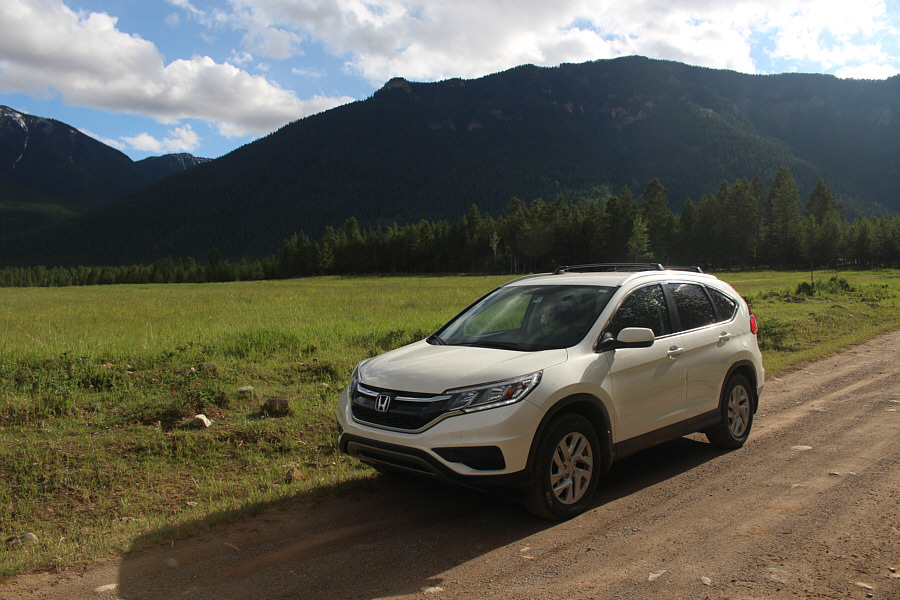 Lots of cute Columbian ground squirrels here!