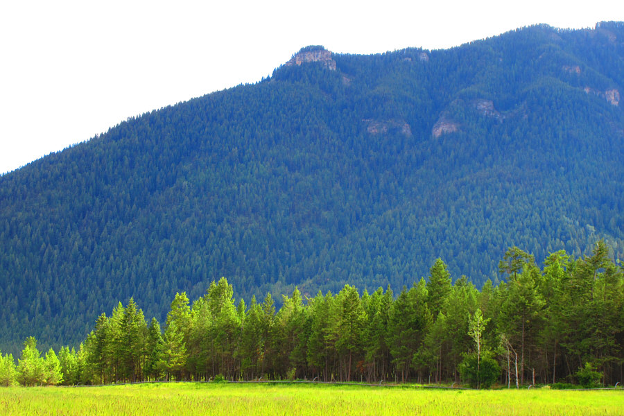 Zosia's camera's "vivid" setting makes the grass look like a canola field!