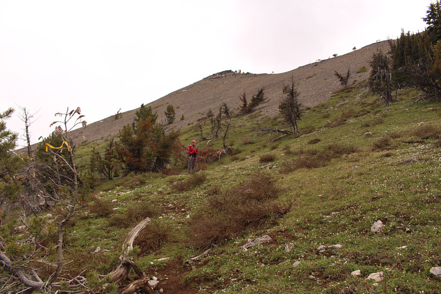 Tie a yellow ribbon round the ole oak tree...