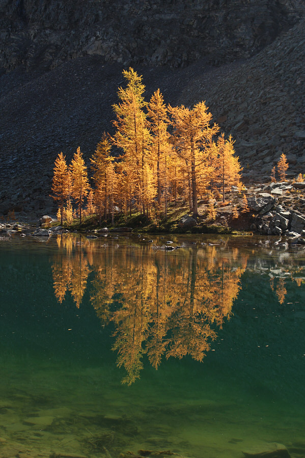 How to Recognize Different Types of Trees from Quite a Long Way Away...No. 1, the Larch.
