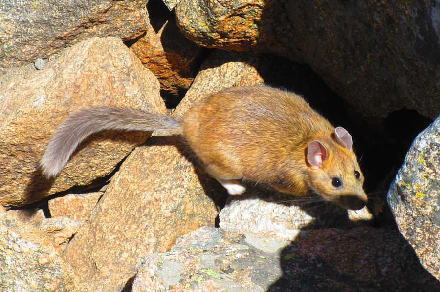 This one was bold enough to nip someone's finger!