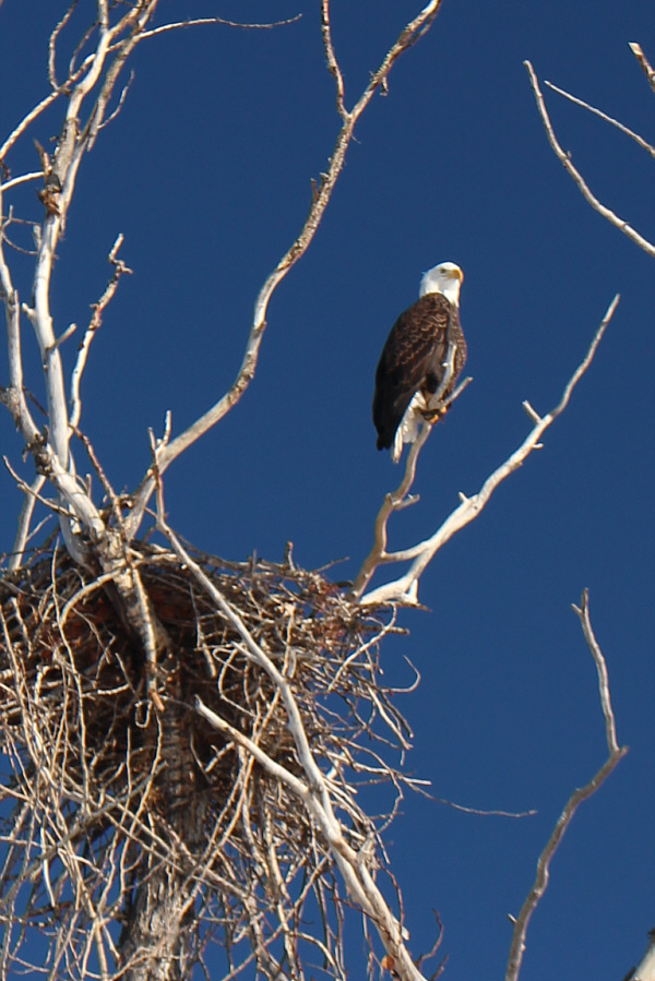 The eagle flew away a split second after I took this photo!