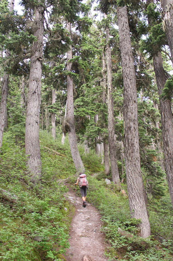 Very pleasant forest hiking.