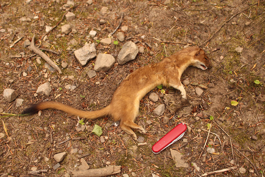 It's not dead. It's pining for the fjords!