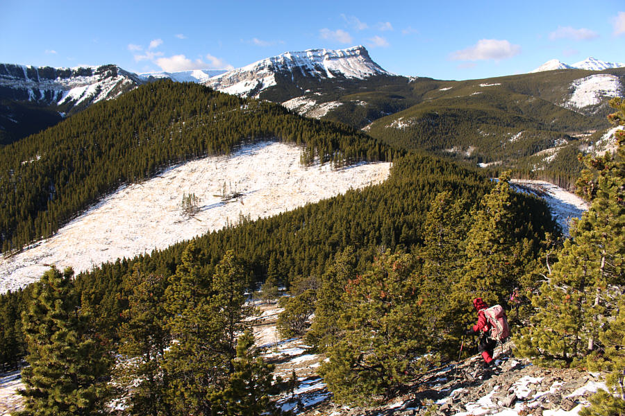 It's interesting how a few trees are always left standing in the middle of a cut block!