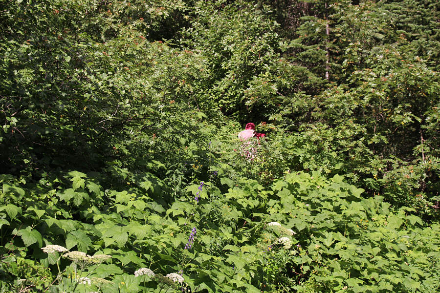 There's a trail here??