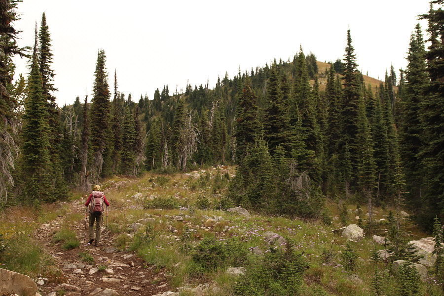 Likely a cat track in winter.