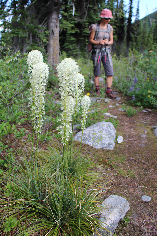 Didn't expect to see bear grass here!