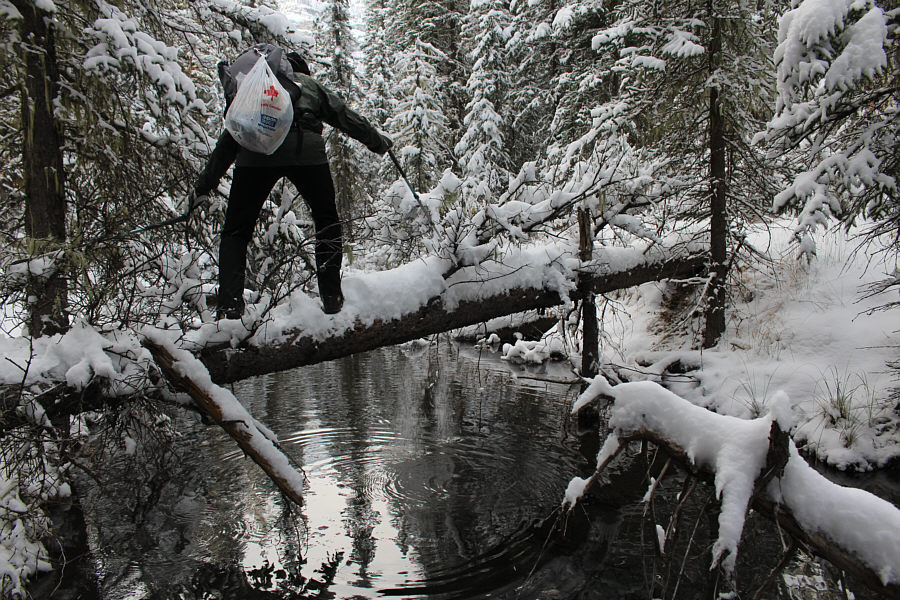 Cue the circus music!