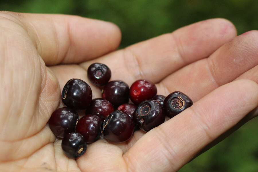 After awhile, we could only eat so much!