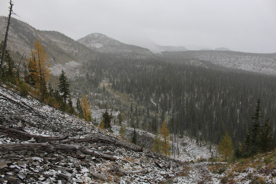 The larches are starting to turn yellow here!