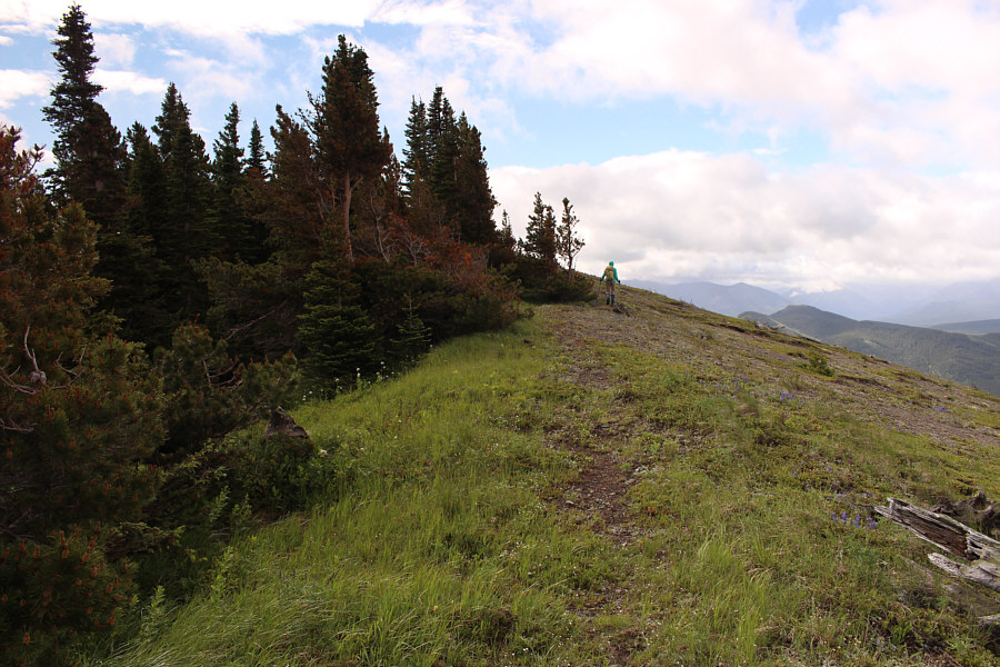 It's interesting that the trees only grow on the lee side of the hill.