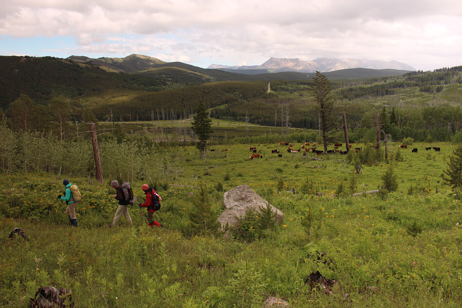 Mooooooooooooooooooo!!!