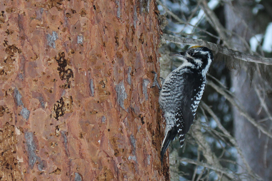 Ho-ho-ho ho ho! Ho-ho-ho ho ho! Oh, that's the Woody Woodpecker song!