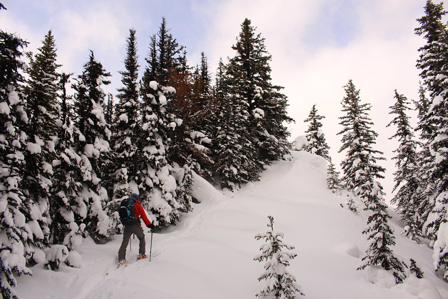 Zosia is breaking trail well ahead of us!