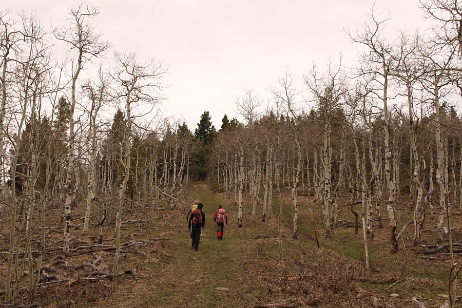 "Suicide trees" according to Zosia.