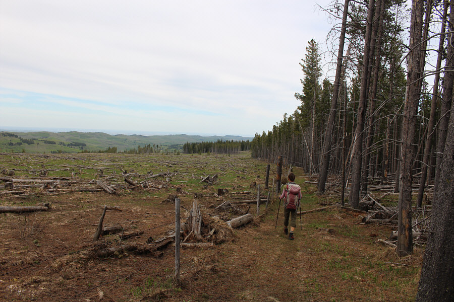And neither are conducive to easy walking here. Thank goodness for the dirt track along the fence!